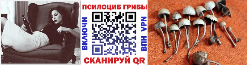 Псилоцибиновые грибы ЛСД даркнет сайт Апатиты